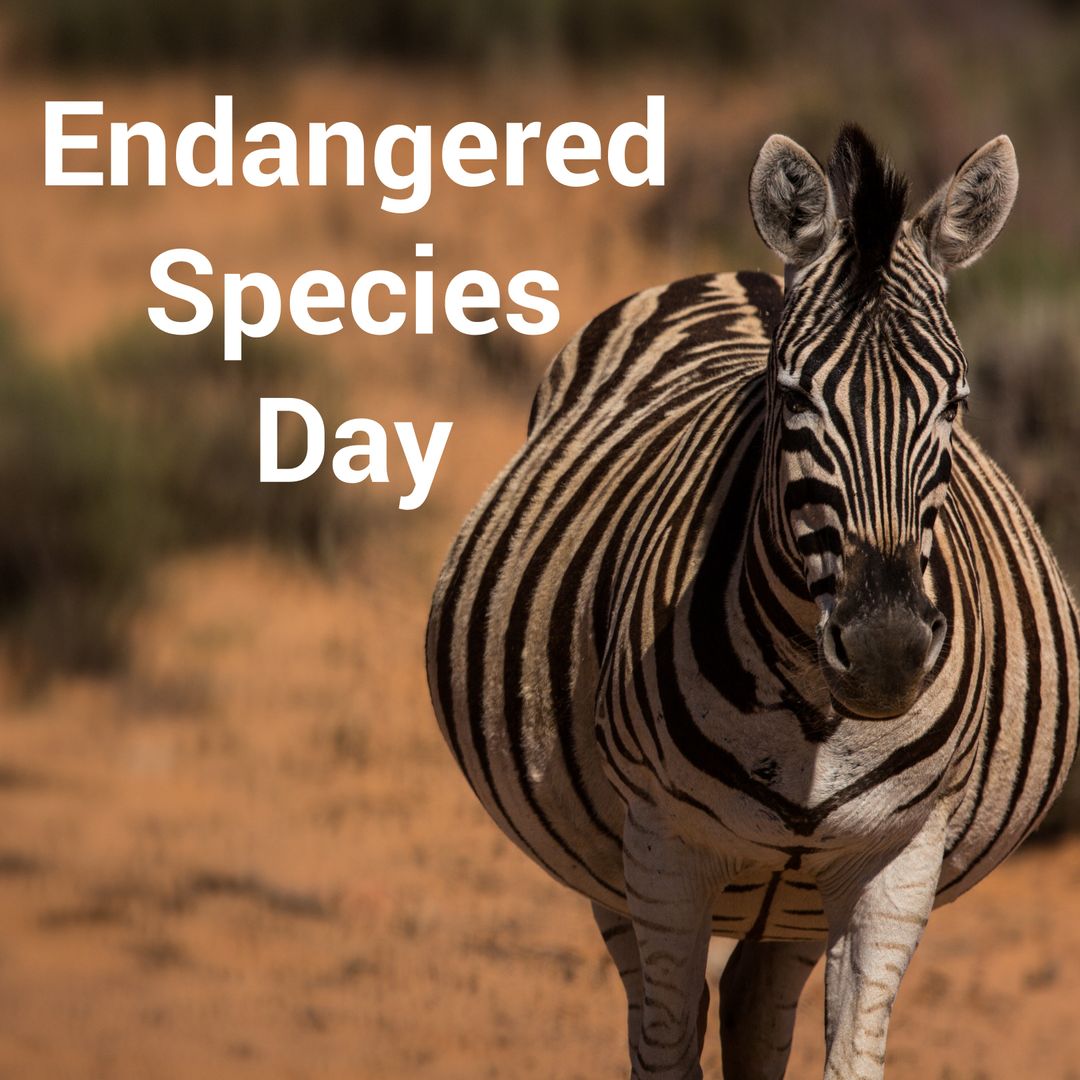 Zebra Standing Tall for Endangered Species Day Awareness