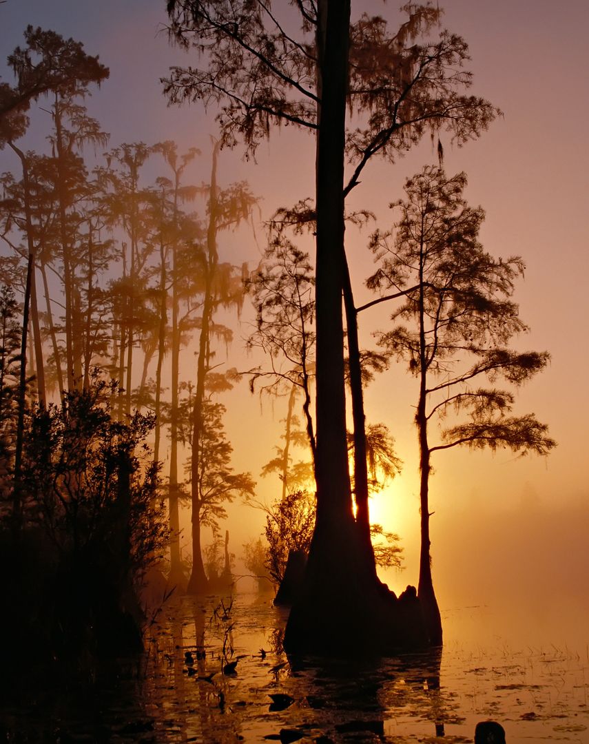 Misty Sunrise Over Swamp with Tall Cypress Trees - Free Images, Stock Photos and Pictures on Pikwizard.com