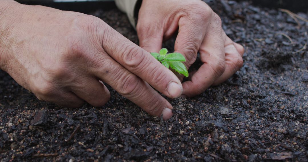 Hands Planting Green Seedling in Soil - Free Images, Stock Photos and Pictures on Pikwizard.com