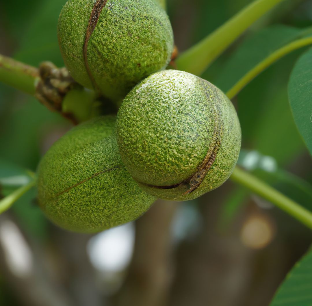 Unripe Walnuts Growing on Tree with Green Foliage Close-Up - Free Images, Stock Photos and Pictures on Pikwizard.com