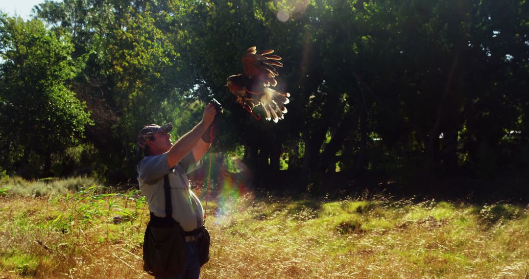 Man Training Hawk in Sunlit Forest Clearing - Free Images, Stock Photos and Pictures on Pikwizard.com