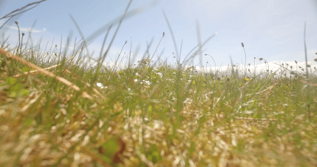 Tranquil Grass Field Under Clear Blue Sky with Sunlight