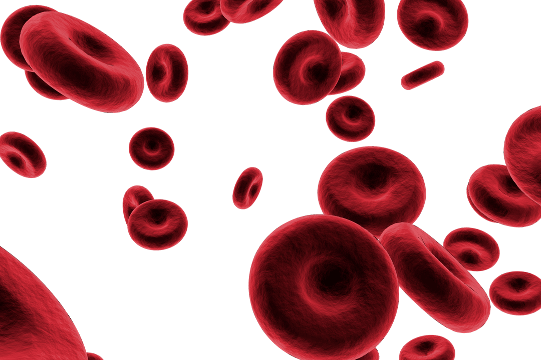 Floating Transparent Red Blood Cells in Motion