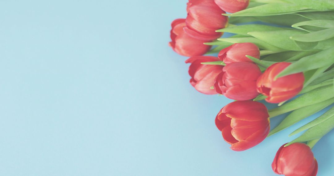 Displaying red tulip bouquet on pastel blue background with generous copy space