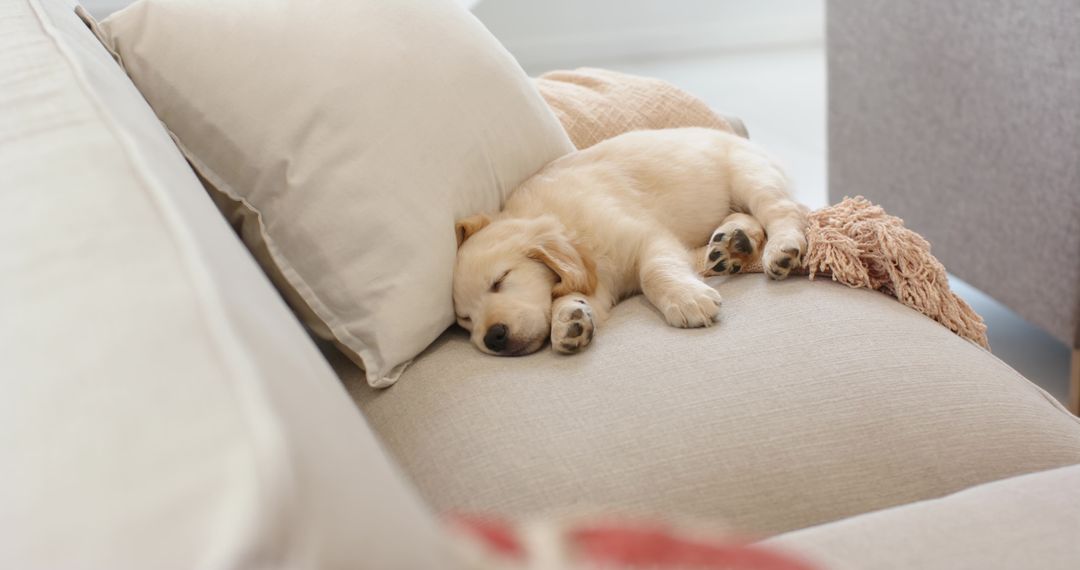 Sleeping golden retriever puppy snuggling on beige sofa cushion with soft throw