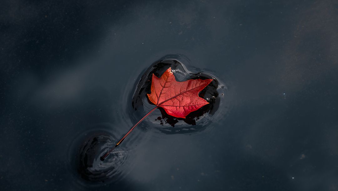 Lonely Red Maple Leaf Floating on Dark Water Creating Ripples and Moody Reflection