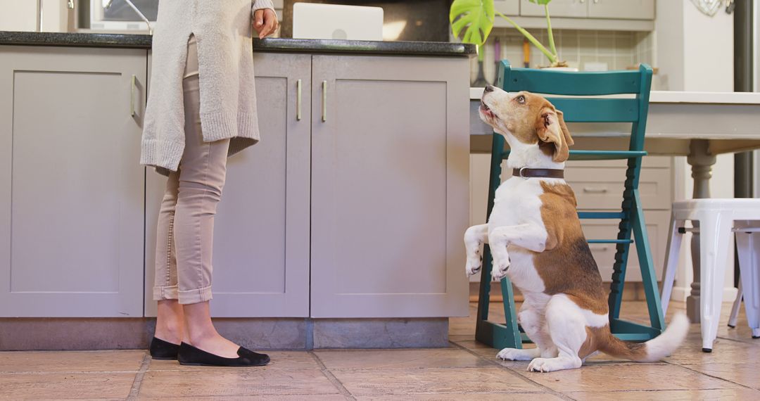 Dog awaiting treat while woman stands in modern kitchen - Free Images, Stock Photos and Pictures on Pikwizard.com