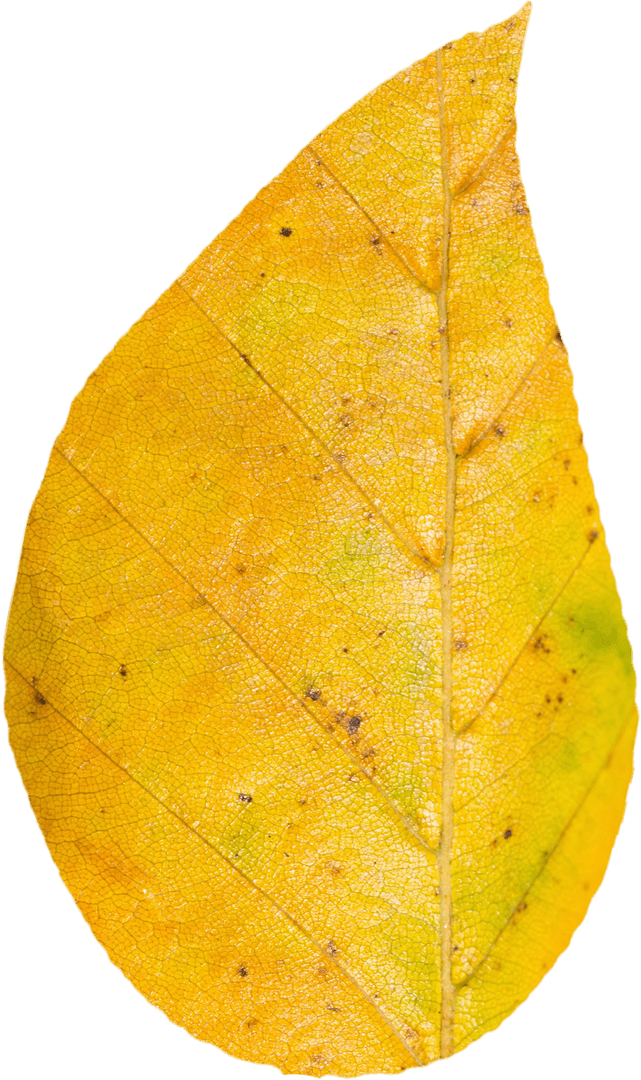Yellow Transparent Autumn Leaf Close Up Isolated with Clear Magnificent Details