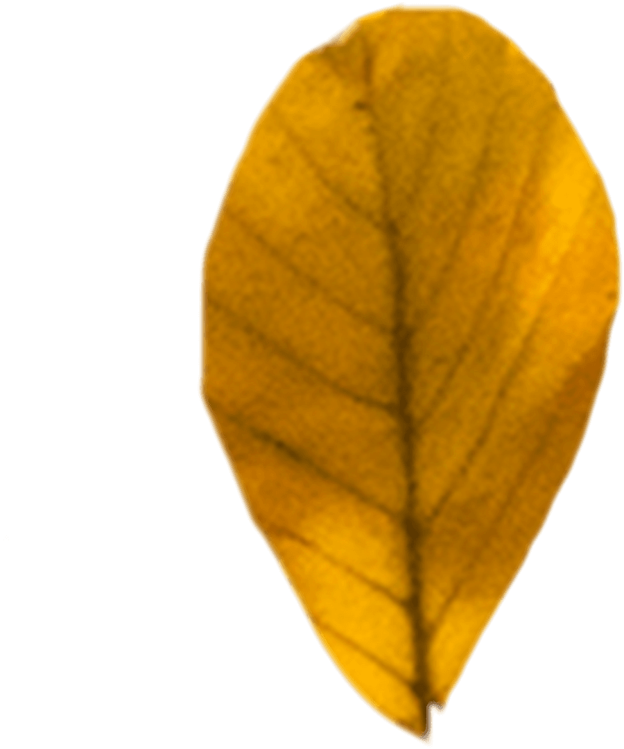 Transparent Close-Up Dry Yellow Leaf Floating Abstract Design