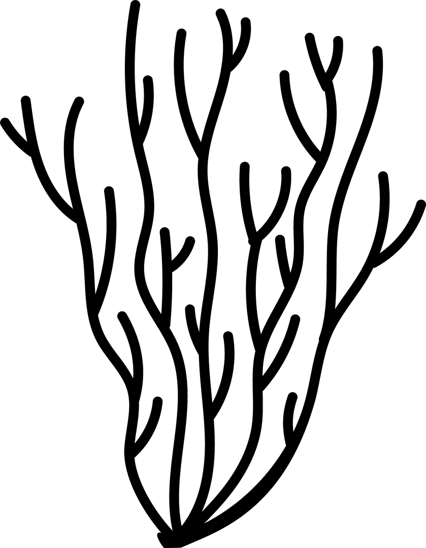 Intricate Branching Coral Pattern on Transparent Background