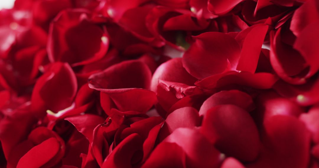 Close-up of Delicate Red Rose Petals for Romantic Occasions
