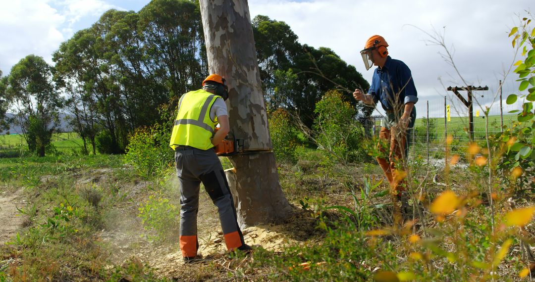 Tree Surgeons Cutting Down Large Tree in Countryside - Free Images, Stock Photos and Pictures on Pikwizard.com