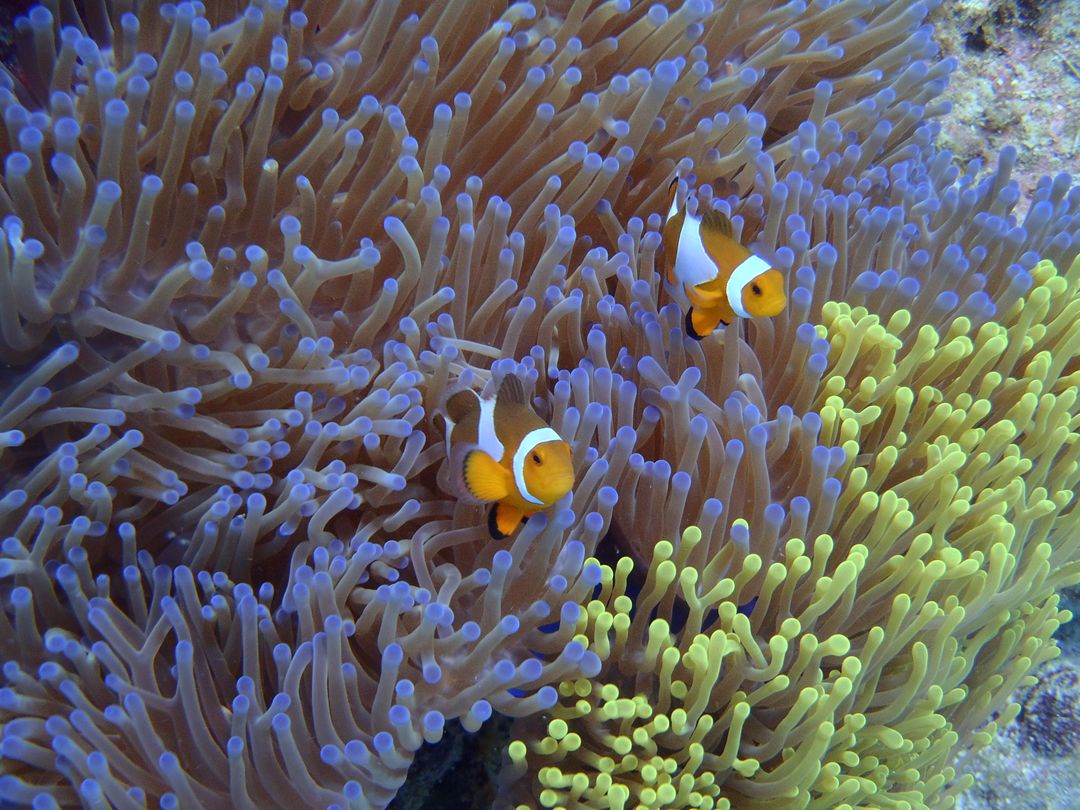 Percoid fish Damselfish Anemone fish - Free Images, Stock Photos and Pictures on Pikwizard.com