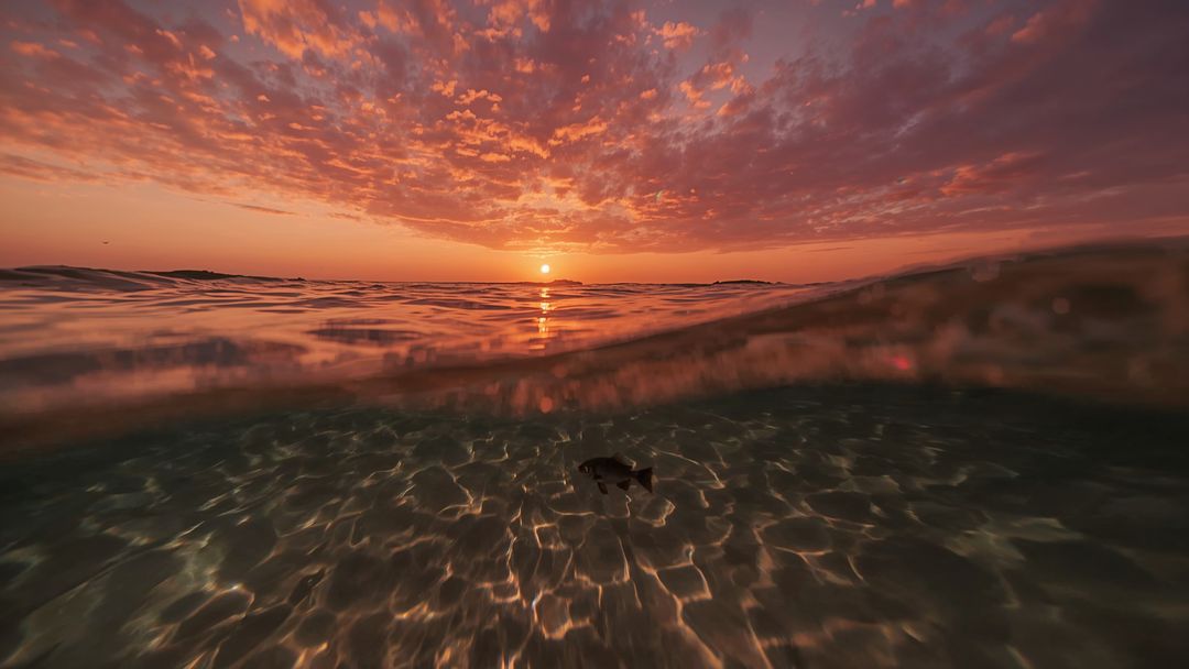 Sunset Reflections Over Ocean Wave with Small Fish and Sandy Floor