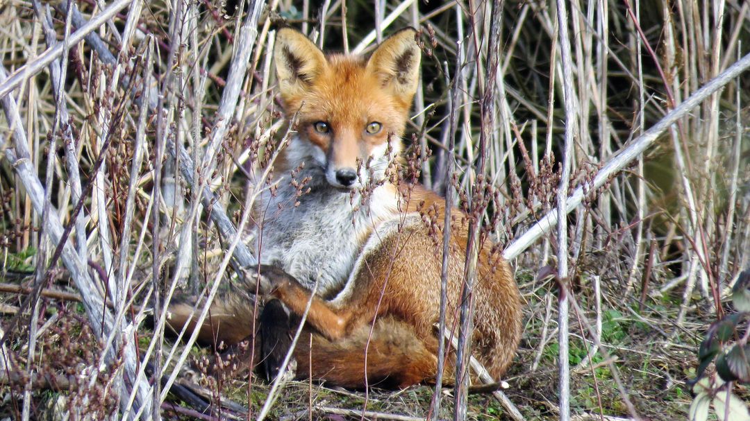 Red Fox Sitting in the Grass in Natural Habitat - Free Images, Stock Photos and Pictures on Pikwizard.com