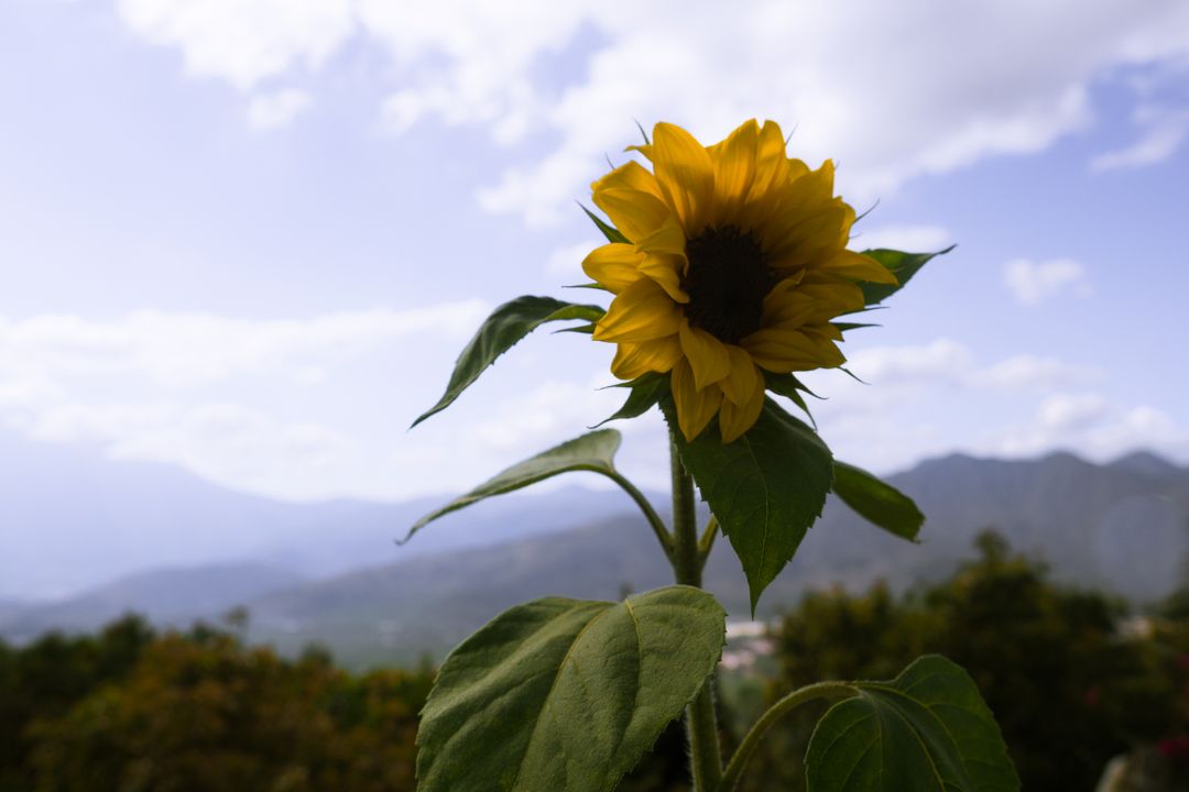 Vibrant Sunflower Blooming Against Mountainous Landscape - Free Images, Stock Photos and Pictures on Pikwizard.com