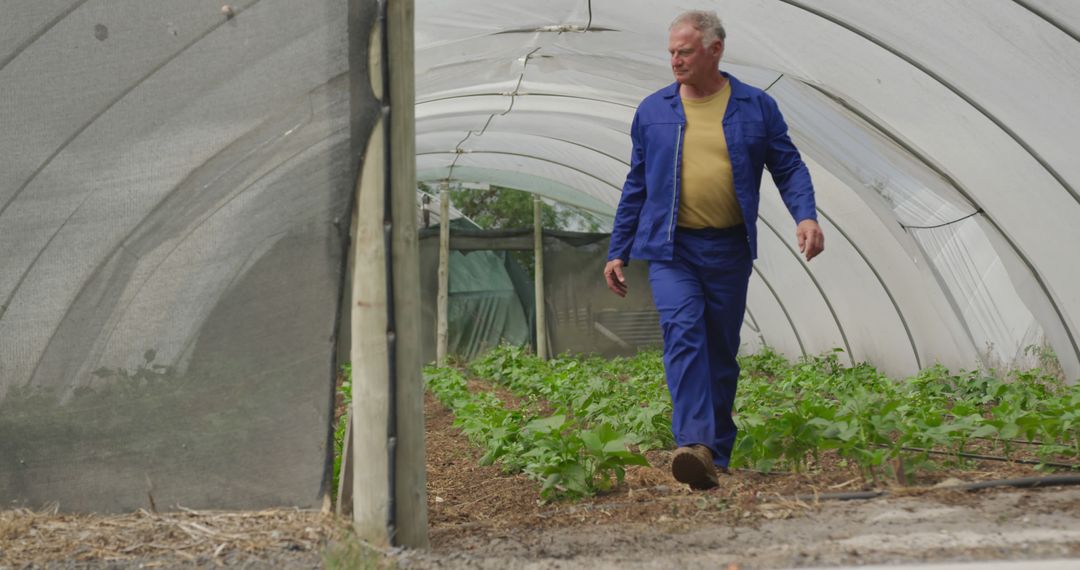 Senior Male Farmer Walking in Greenhouse Inspecting Vegetable Crops - Free Images, Stock Photos and Pictures on Pikwizard.com