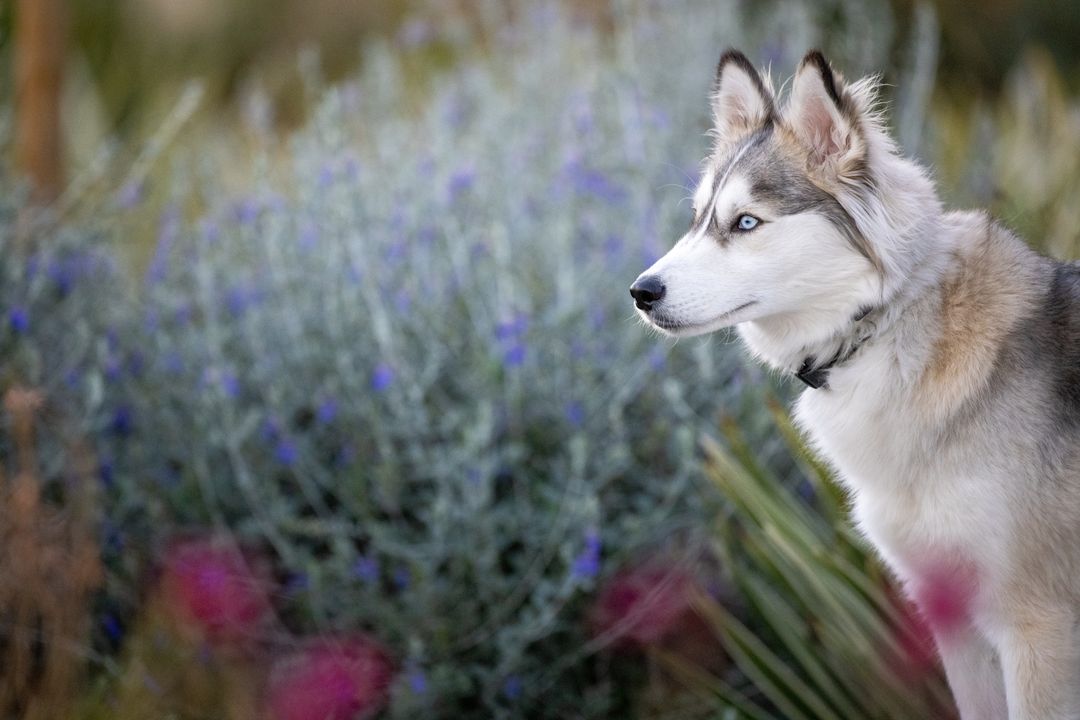 Alert Husky in Scenic Field with Wildflowers