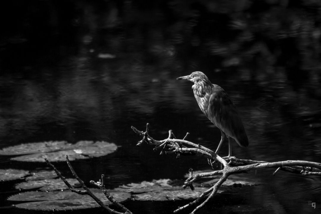 Solitary Heron Resting on Branch Above Pond in Black and White - Free Images, Stock Photos and Pictures on Pikwizard.com