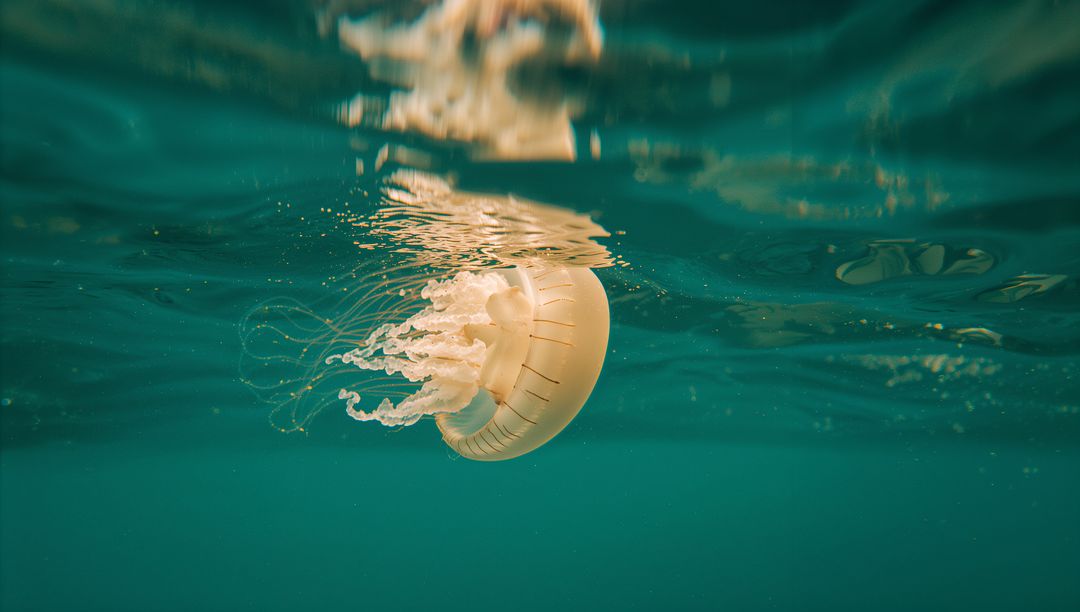 Floating Translucent Jellyfish Drifting Beneath Ocean Surface