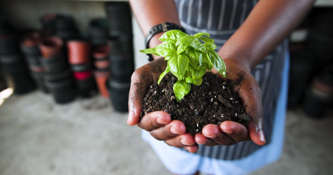 Hands Holding Seedling with Soil in Greenhouse Environment