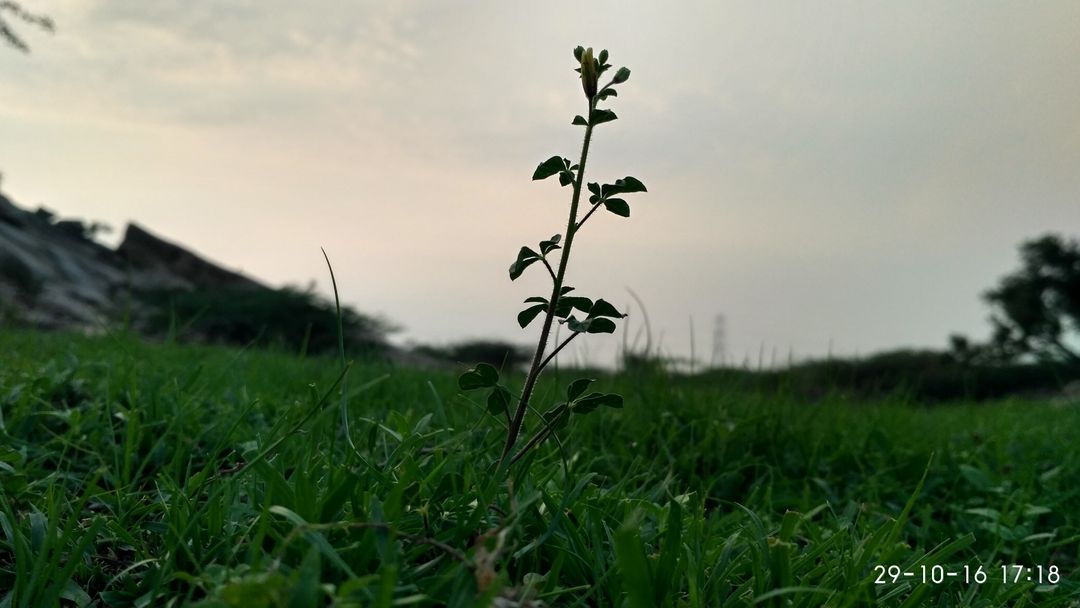Small Plant in Grass Field at Sunset - Free Images, Stock Photos and Pictures on Pikwizard.com
