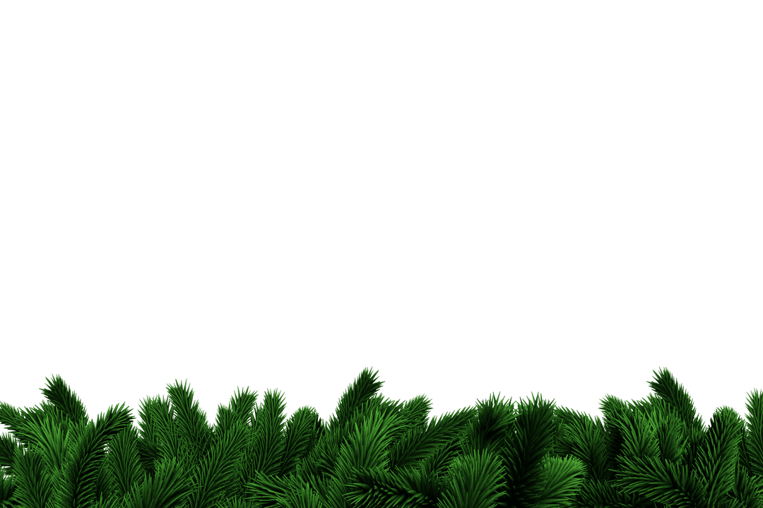 Transparent Background with Lush Green Fir Needles for Nature Design