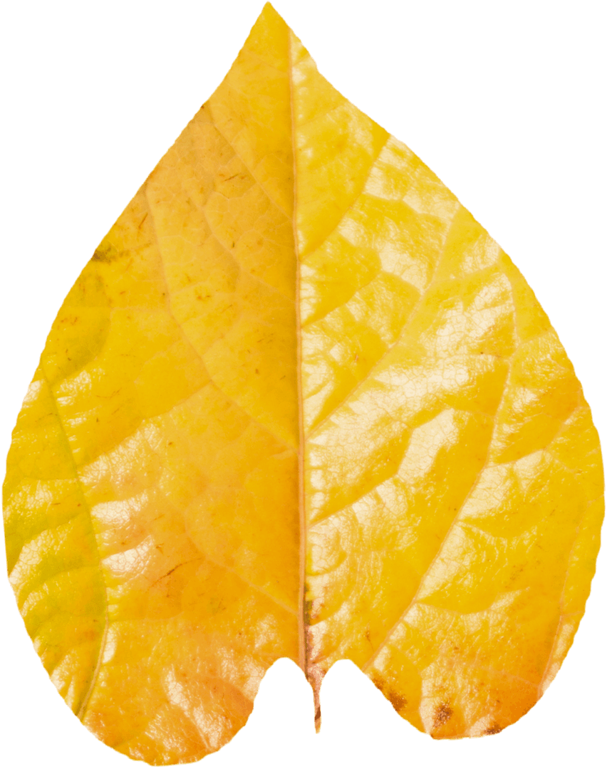 Close-Up of Vibrant Yellow Leaf on Transparent Background