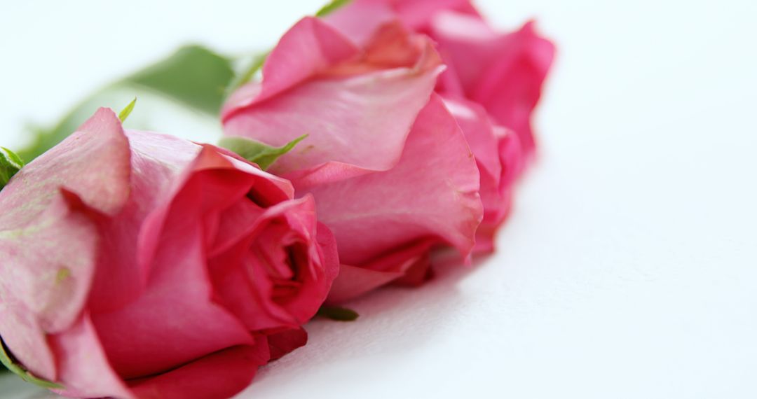A close-up view of pink roses lying on a white background, with copy space - Free Images, Stock Photos and Pictures on Pikwizard.com
