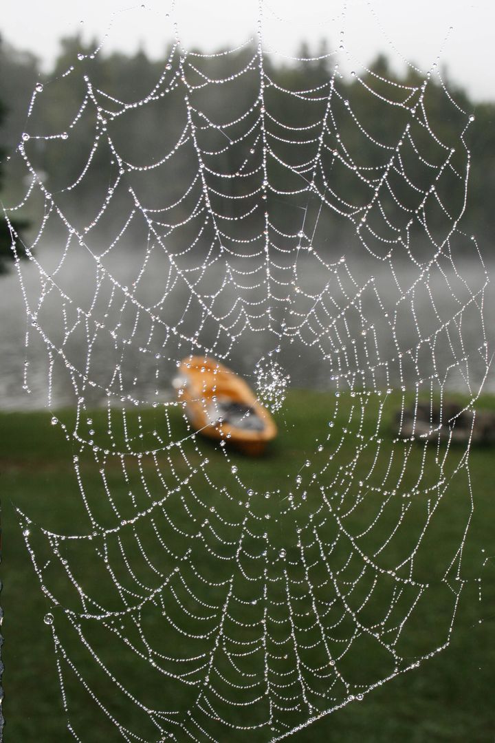 Dew-dotted spiderweb framing orange kayak on misty lakeshore