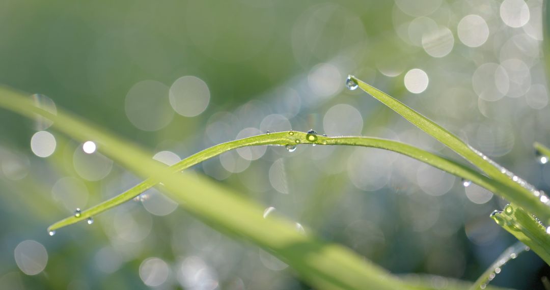 Dew Drops on Green Grass in Morning Sunlight, Natural Background - Free Images, Stock Photos and Pictures on Pikwizard.com