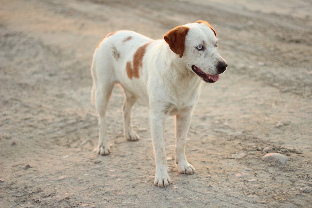 Lone White Dog with Brown Spots Standing on Dirt Road