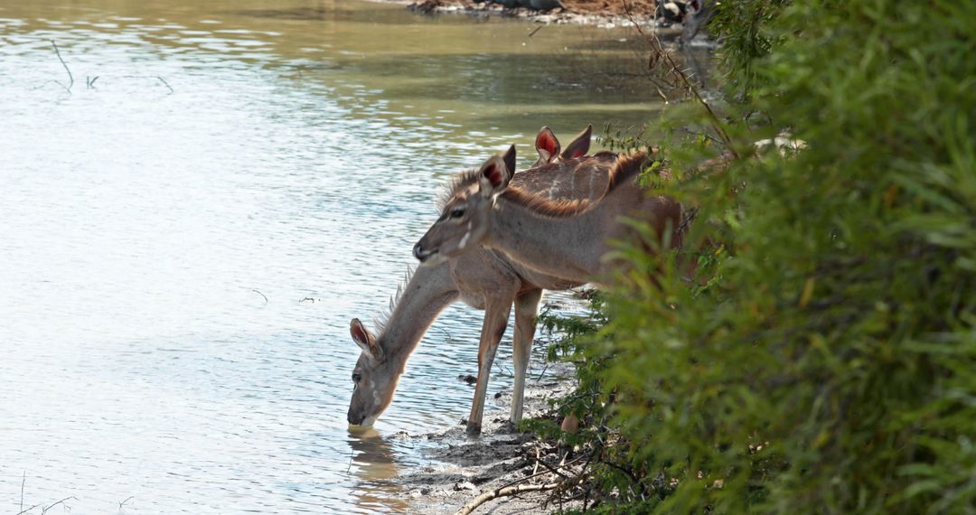 Wild Antelopes Drinking Water at Riverbank Amidst Greenery - Free Images, Stock Photos and Pictures on Pikwizard.com