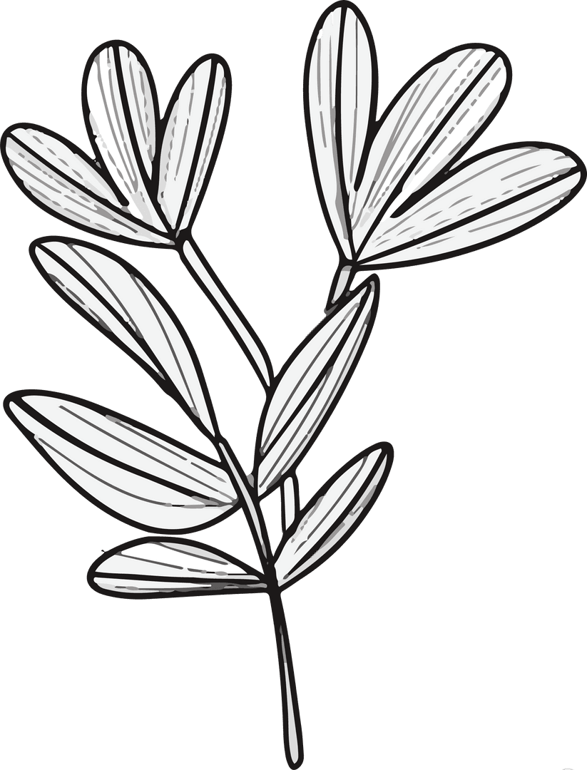 Botanical Line Art Branch with Hatched Leaves on Transparent Background