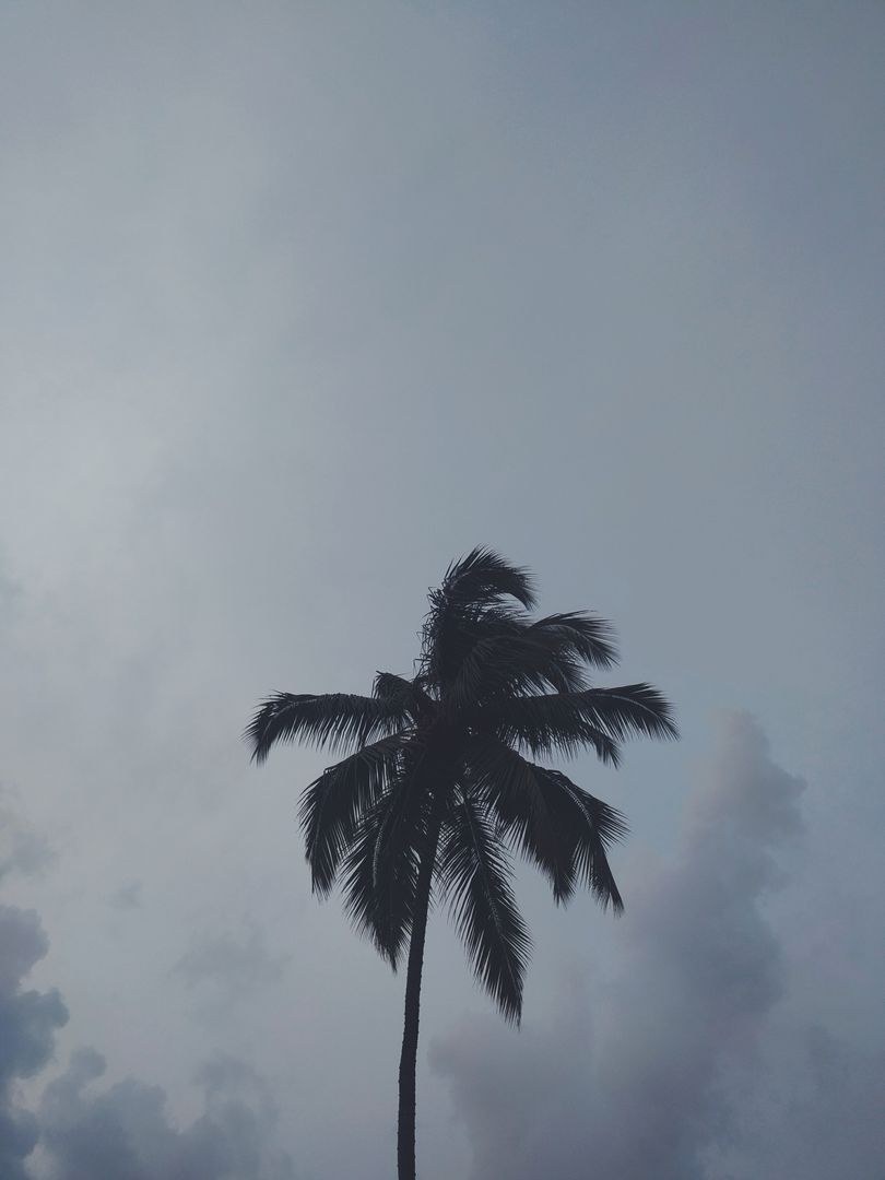 Palm Tree Silhouette Against Evening Sky - Free Images, Stock Photos and Pictures on Pikwizard.com