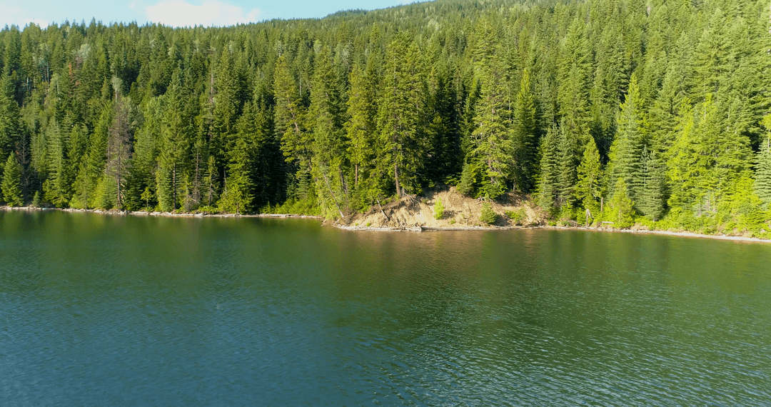 Transparent Forest Reflected in Calm River Under Clear Sky