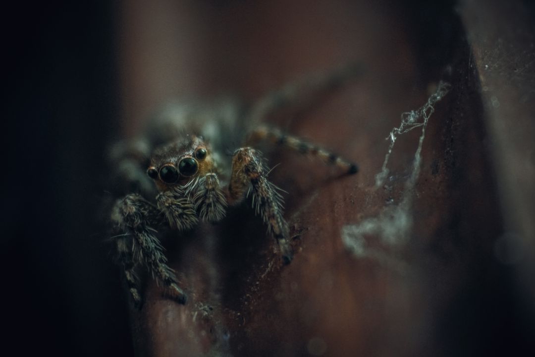 Macro jumping spider peering from aged wooden surface with web strands and moody lighting