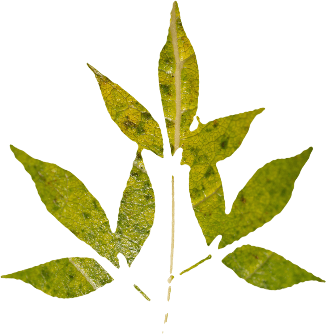 Transparent Nine Green Leaves with Mosaic Pattern Close-Up