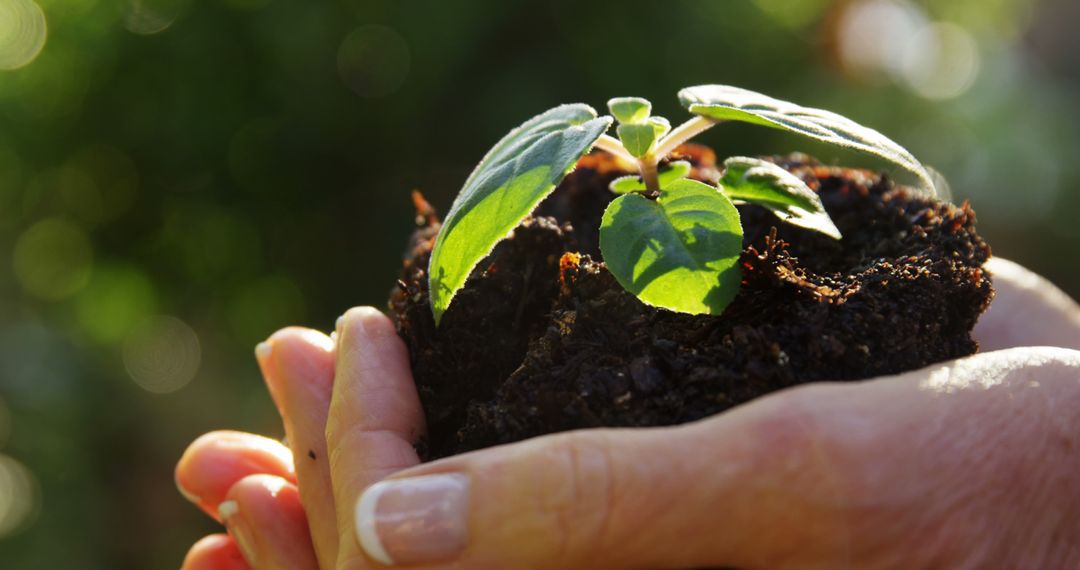 Close-up of woman holding young plant in greenhouse - Free Images, Stock Photos and Pictures on Pikwizard.com