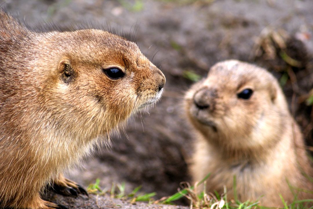 Two Prairie Dogs Interacting in Natural Habitat - Free Images, Stock Photos and Pictures on Pikwizard.com