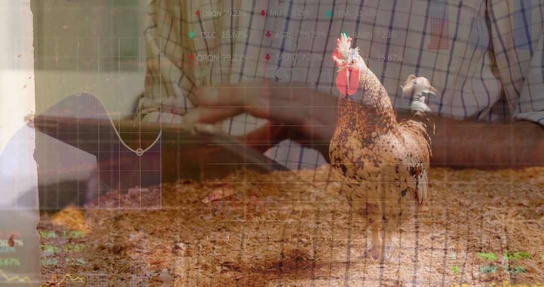 Rooster with Overlay of Farmer Using Tablet and Data Graphics