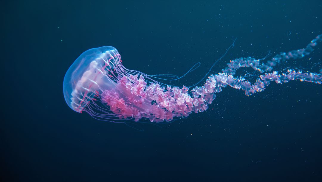 Bioluminescent Jellyfish Gracefully Drifting in Deep Ocean