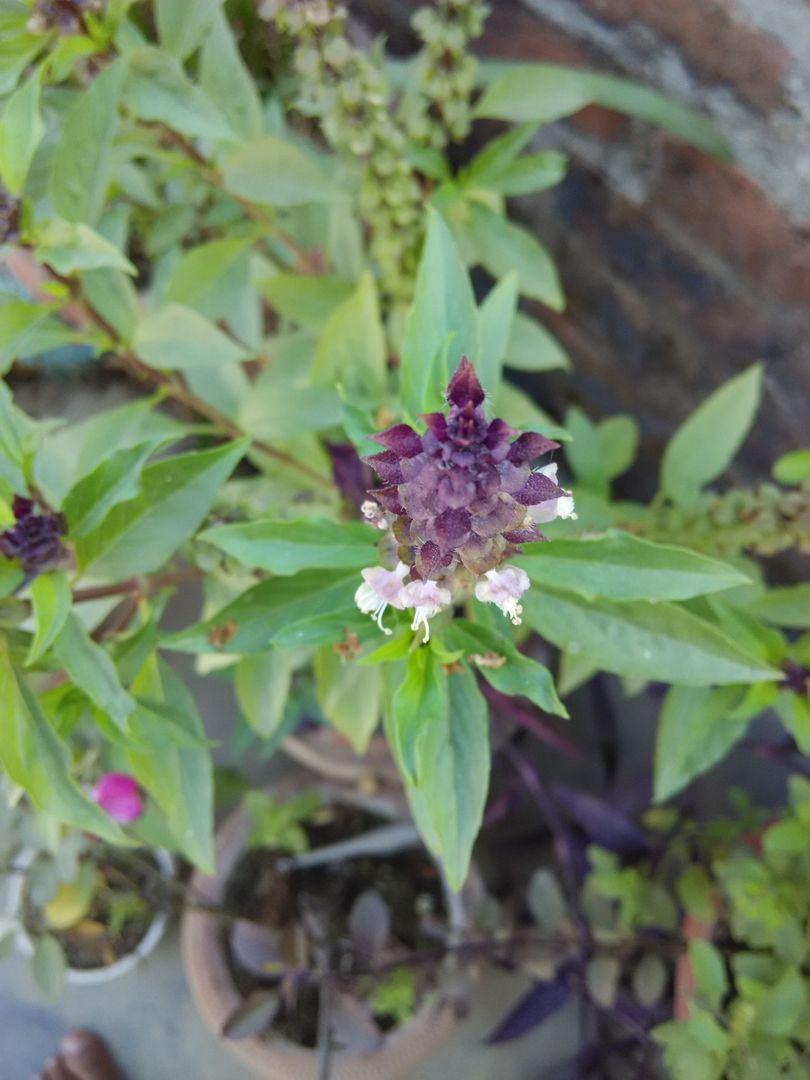 Basil Plant with Emerging Purple Buds in Potted Garden - Free Images, Stock Photos and Pictures on Pikwizard.com