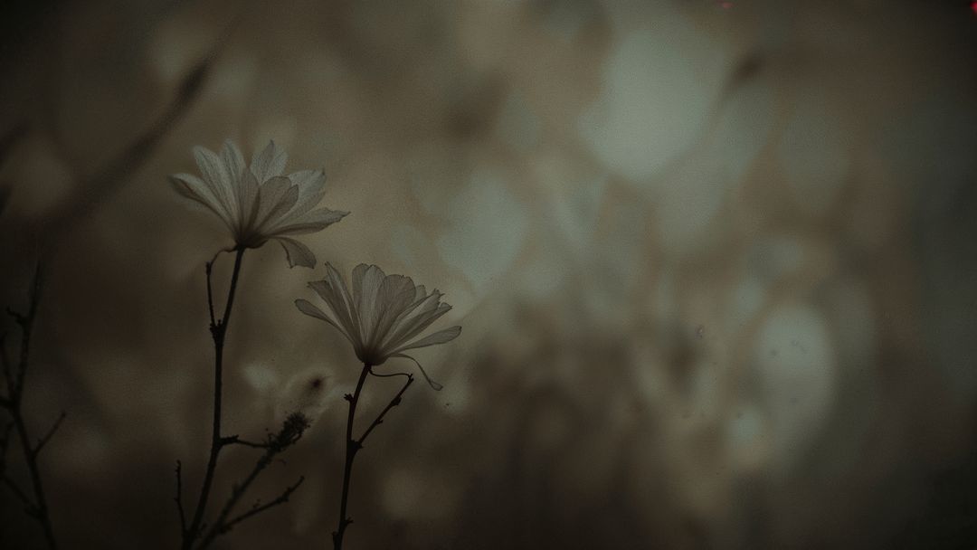 Mystical Daisies Silhouetted in Dusk with Dreamy Atmosphere
