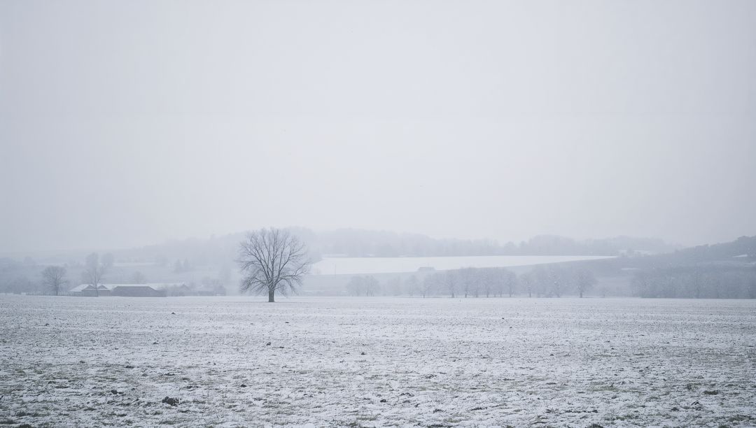 Standing solitary leafless tree in snowy rural field with distant barn and foggy hills