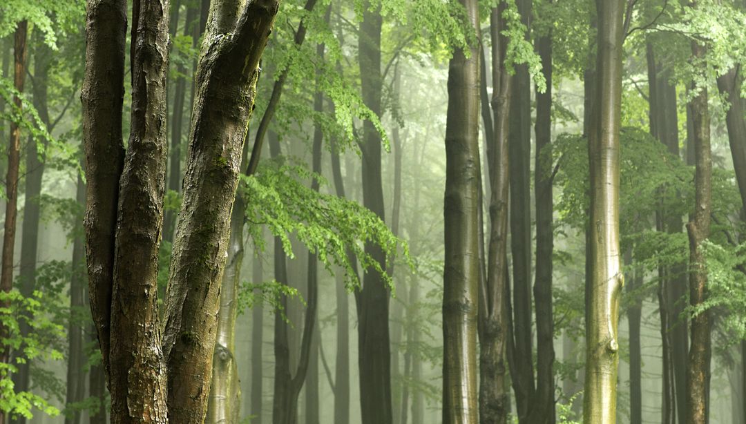Panoramic View of Trees in Forest - Free Images, Stock Photos and Pictures on Pikwizard.com