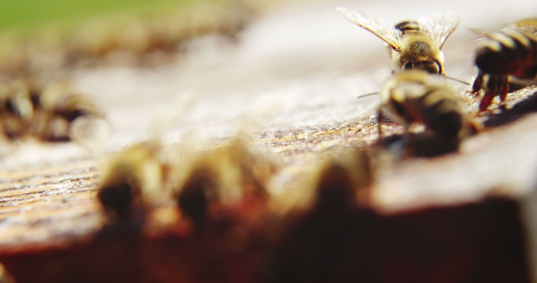 Close-up of honey bee frames covered with bees in apiary - Free Images, Stock Photos and Pictures on Pikwizard.com