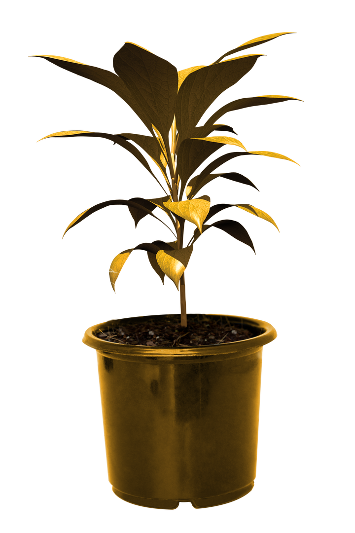 Transparent Golden Potted Plant with Vibrant Leaves - Download Free Stock Images Pikwizard.com