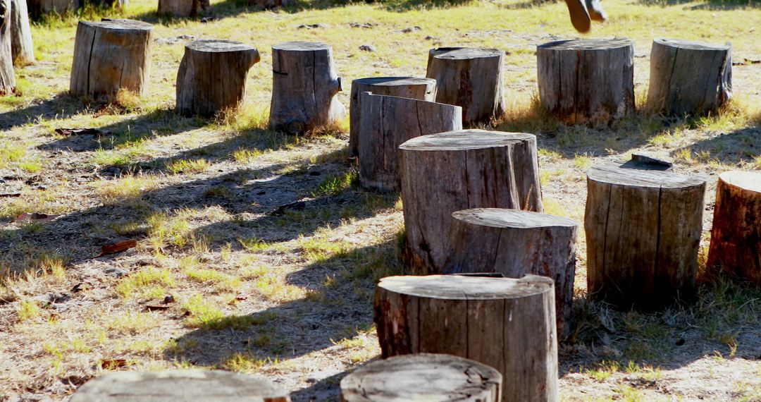 Tree Stumps in Sunlit Meadow Creating Natural Path - Free Images, Stock Photos and Pictures on Pikwizard.com