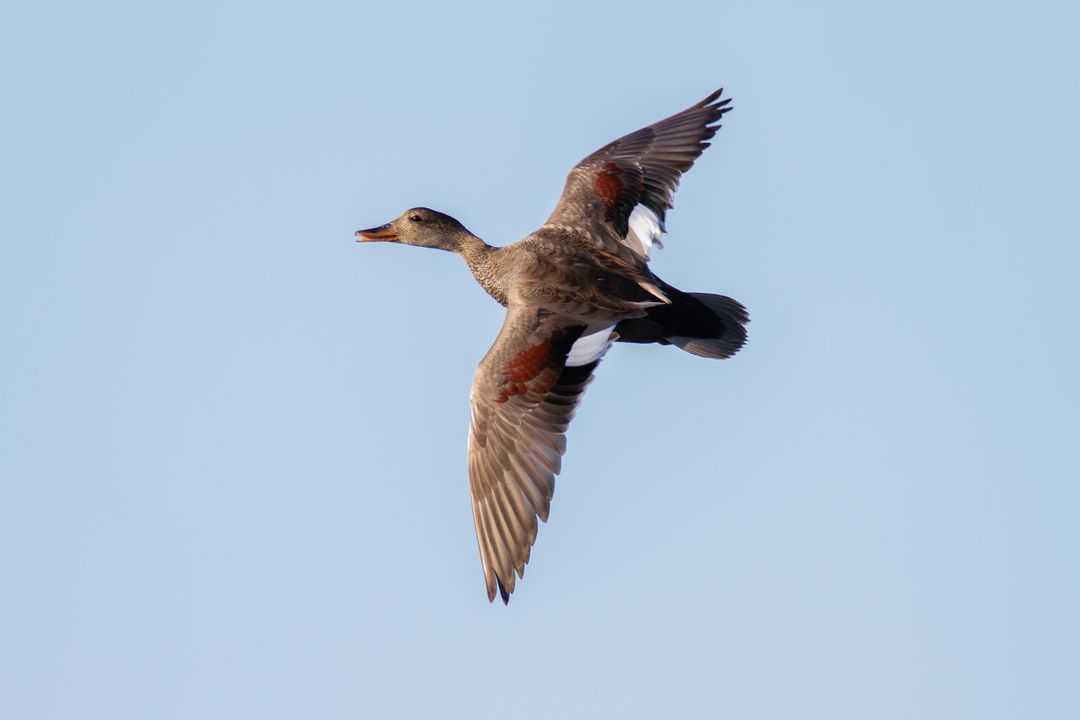 Dabbling Duck Flying Over Clear Blue Sky Showing Wing Feathers and White Speculum